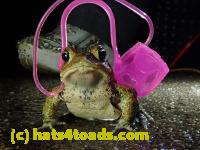 /home//u458753944/public_html/sourcegallery//Roxborough Toad Detour/2021/2021-03-31/P3310133.JPG